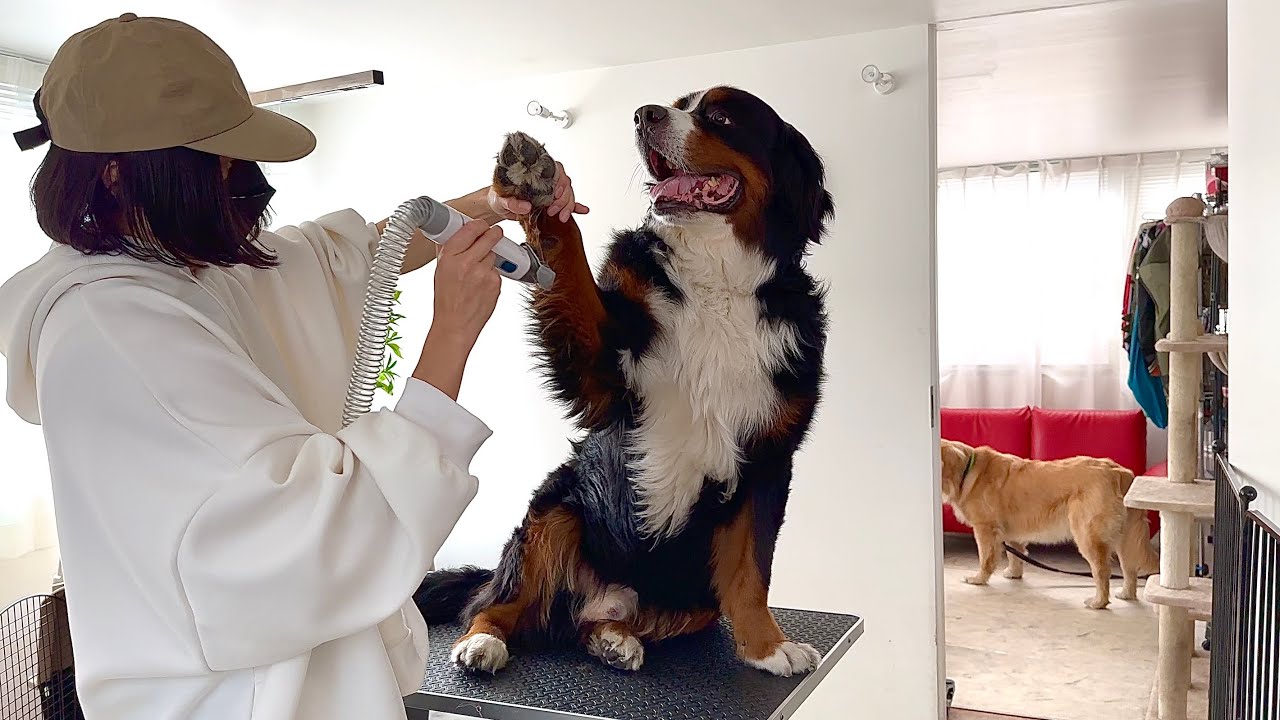トリミング出禁になったので大型犬３頭を自分で刈り上げてみた…