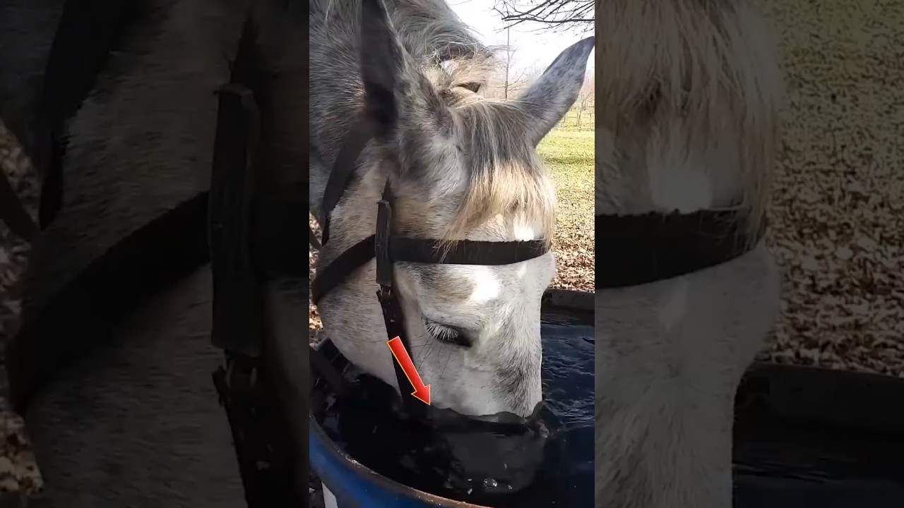 Hilarious Horse Fails And Silly Equine Moments #shorts
