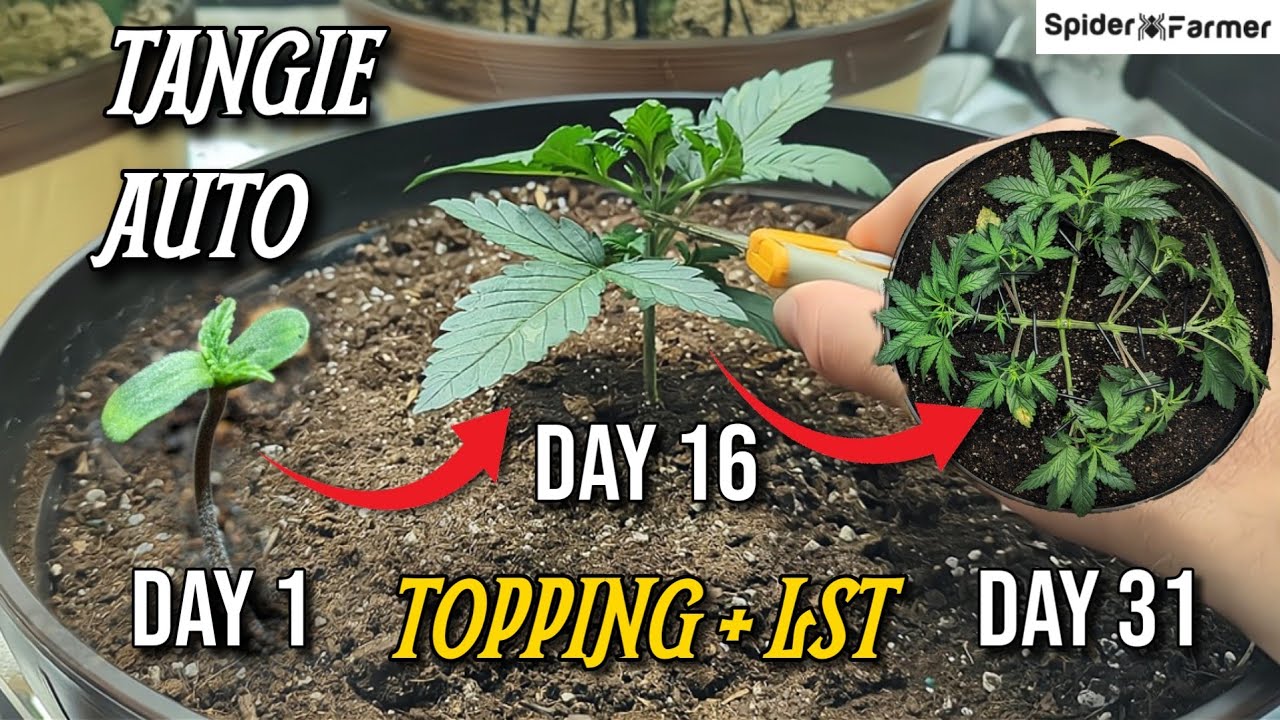 How I Grow E11- Topping and LST - Training Autoflowers - Tangie Auto Fastbuds -Spiderfarmer SF4000