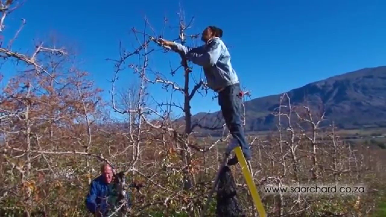 Pruning - Pear Trees