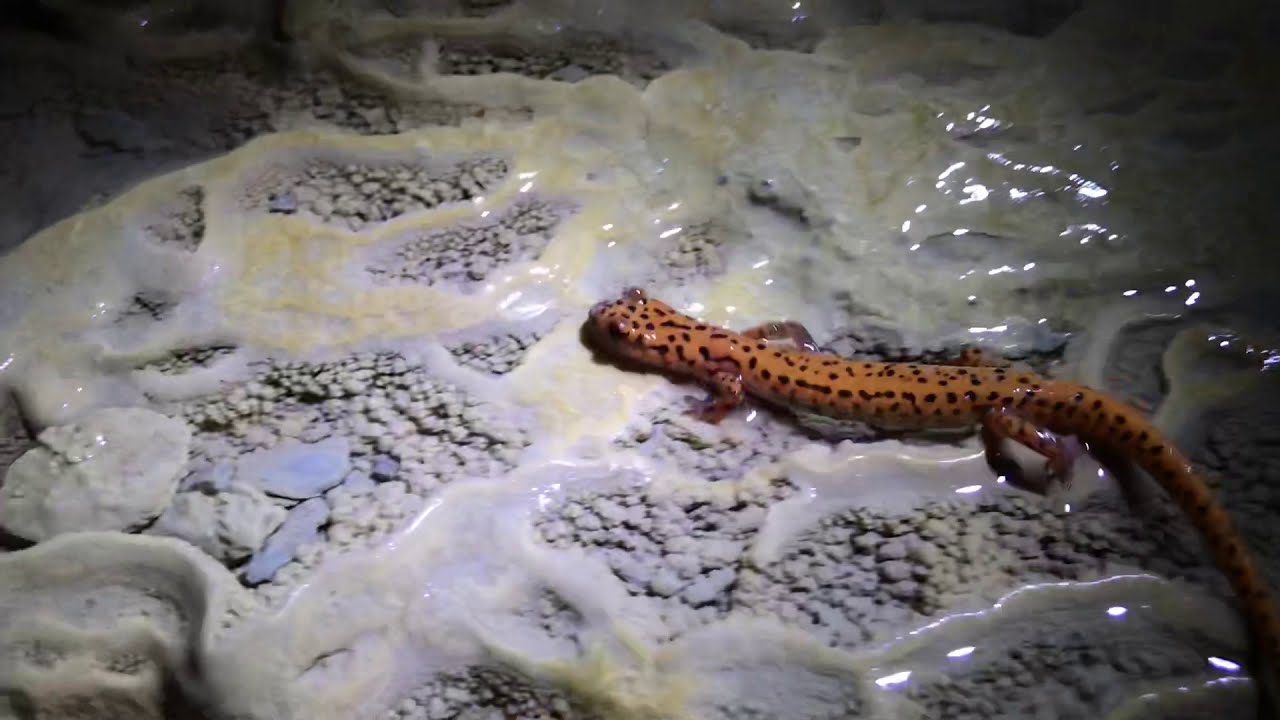Rare cave salamander!
