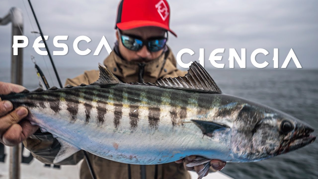 🇨🇱 Pesca y Ciencia - Imparables peleas de Bonitos o Monos XL!! Salt Water Fishing 🎣