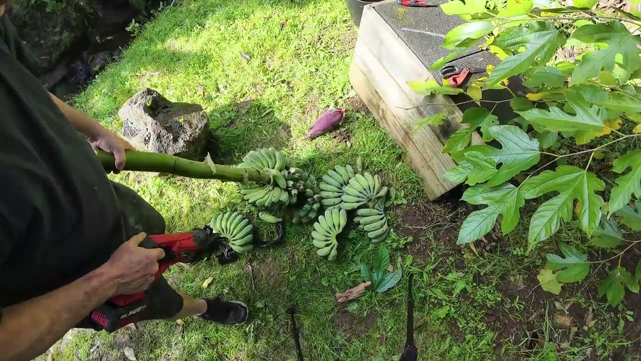 Harvesting Bananas using a reciprocating saw