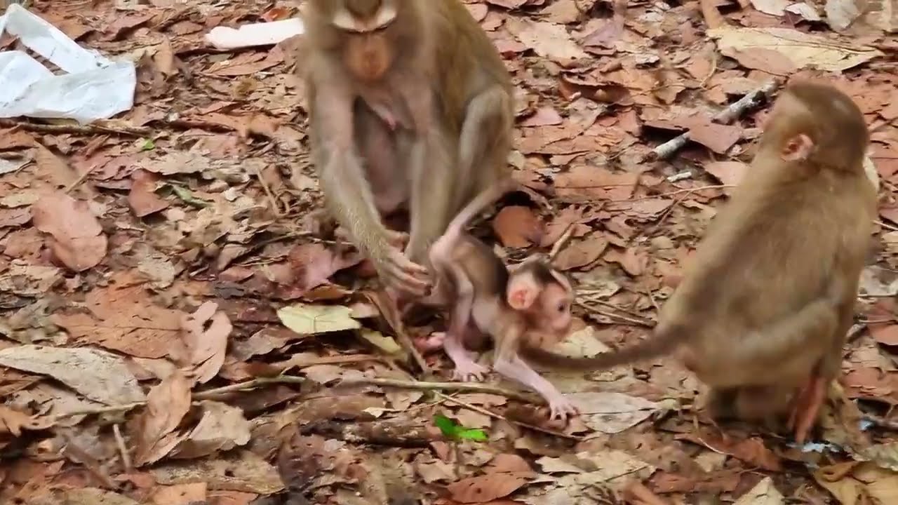 Oh No.! Baby monkey got headache and fall drown from her MOM