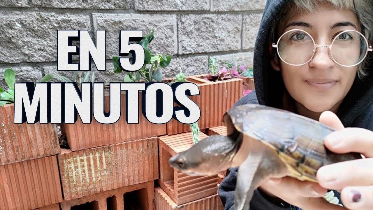 Cómo hacer un terrario para tortuga en 5 minutos sin cemento y fácil