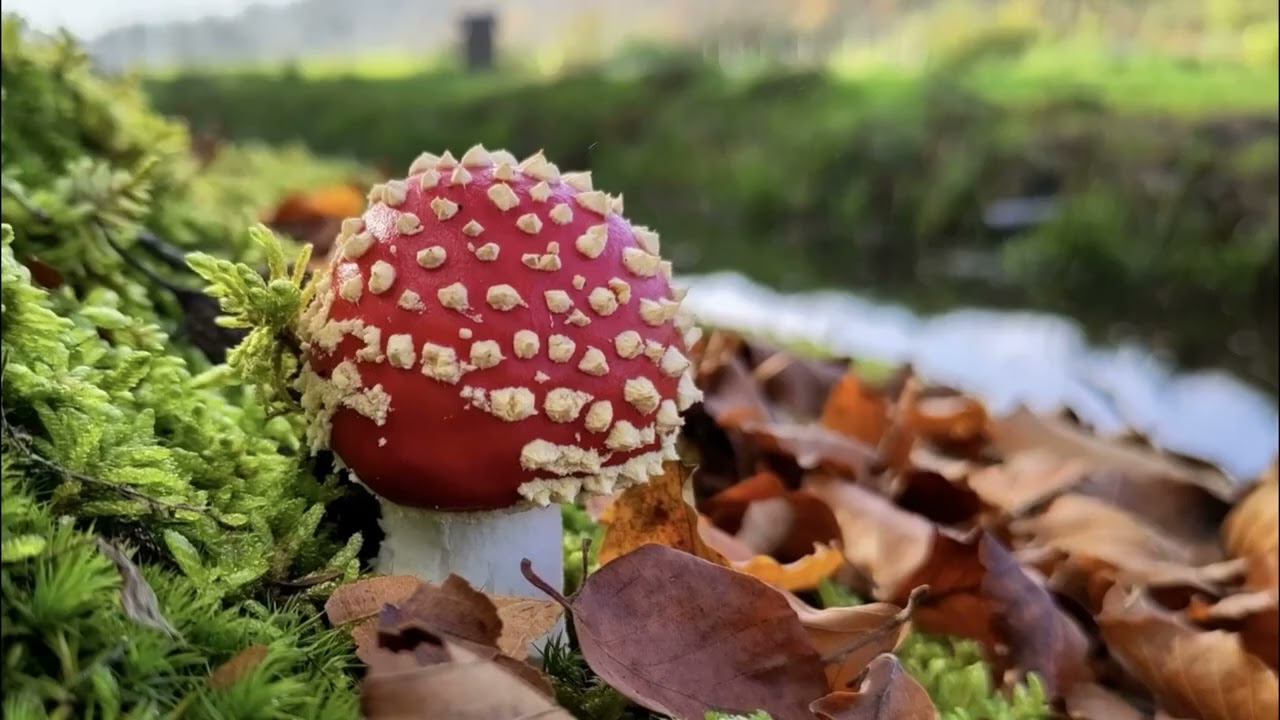 2026 Natuurfoto's van Joop