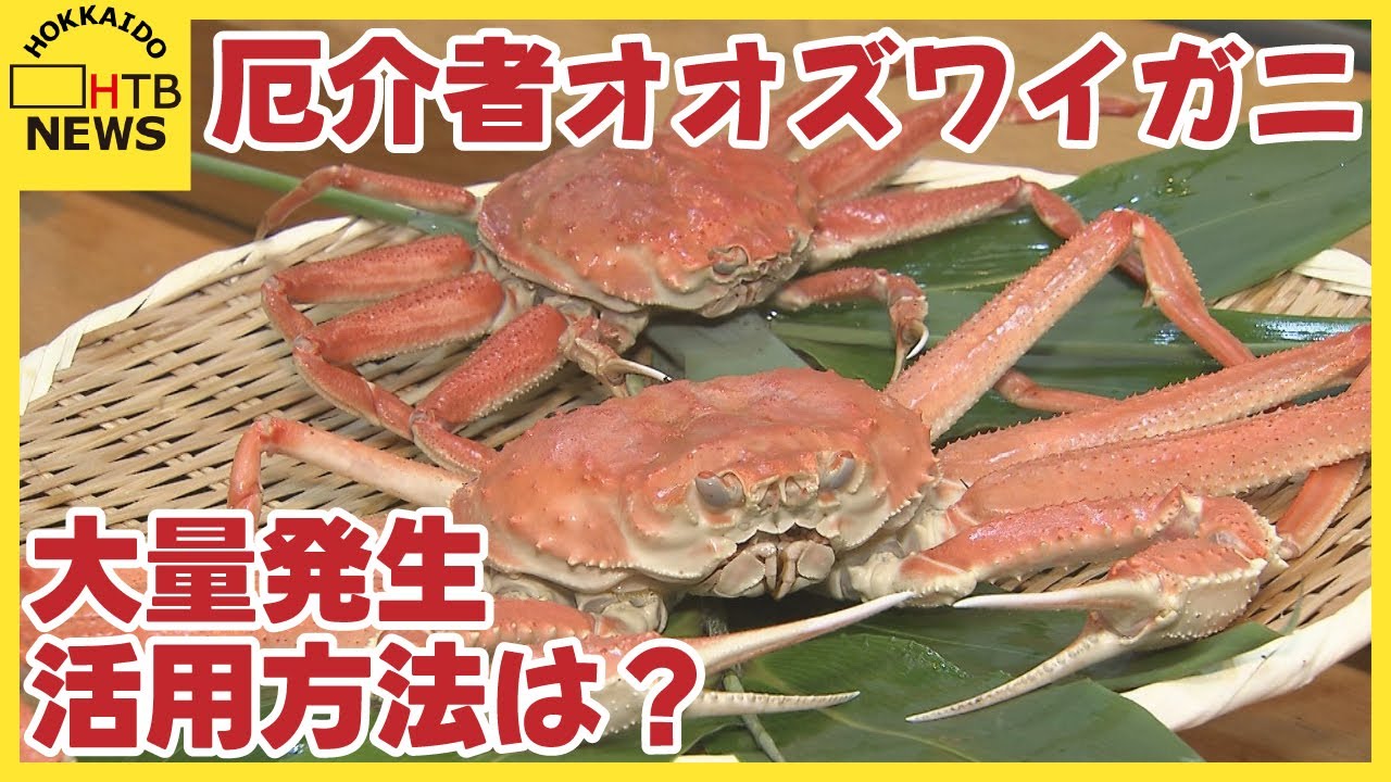 今年も大量発生の厄介者オオズワイガニ　地元で１０杯１０００円の即売会「味には定評」メニューに出す店も