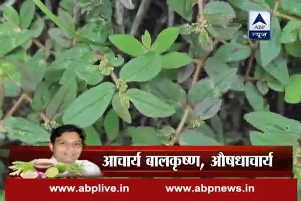 Acharya k Nuskhe: Regular use of Dudhi gives you lustrous and thick hair