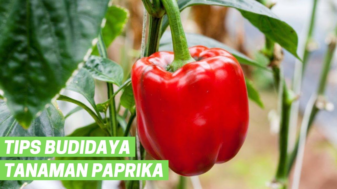 3 Cara Agrobisnis Tanaman Paprika