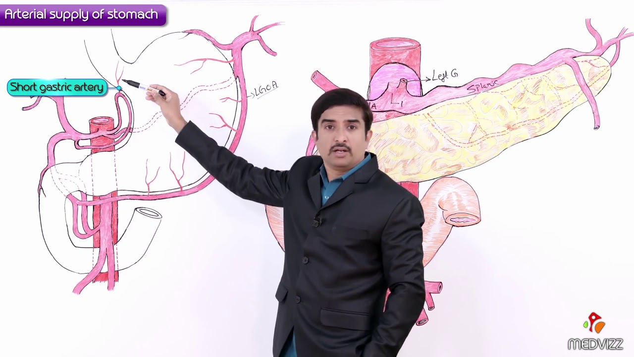 Arterial supply of Stomach - Gross anatomy of Abdomen / Dr G Bhanu Prakash