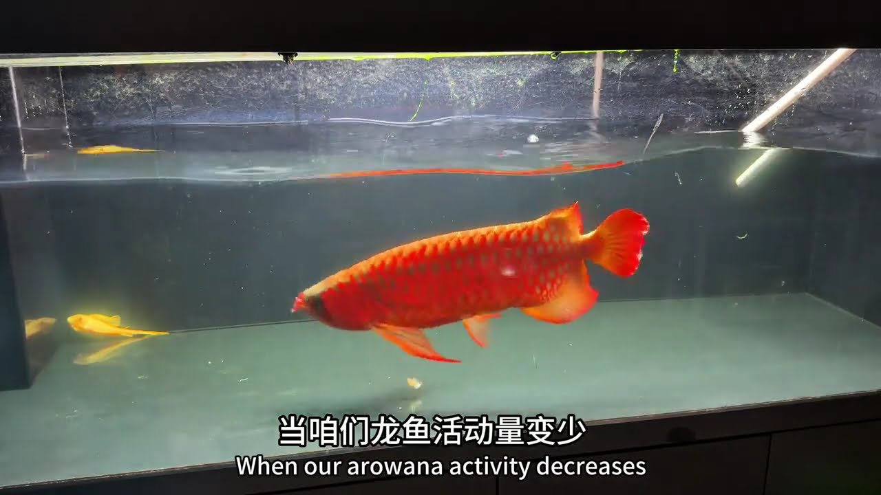 从0养龙鱼第194集（龙鱼发色关键因素之一，就是减少食量