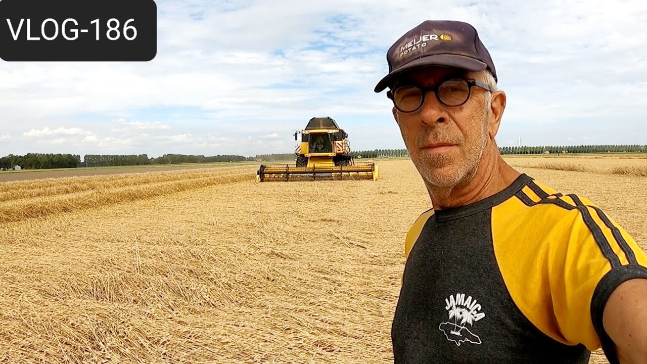 FARMVLOG #186 rotganzen, tulpen rooien, aardappelen selecteren, tarwe combinen.