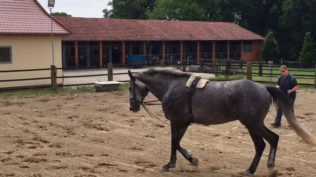 Aquatraining beim 5 jährigen Springpferd Vorher / Nacher