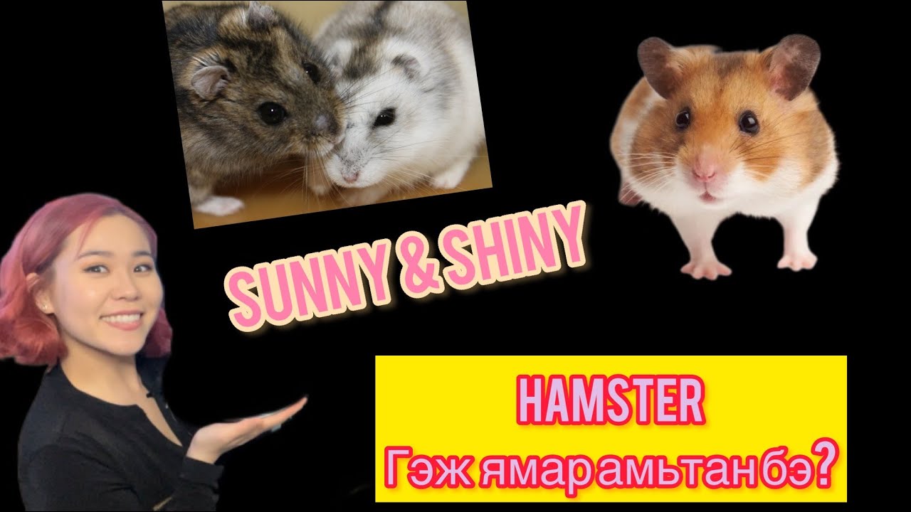 SUN+SHINE Бидний HAMSTER-уудтай Танилц