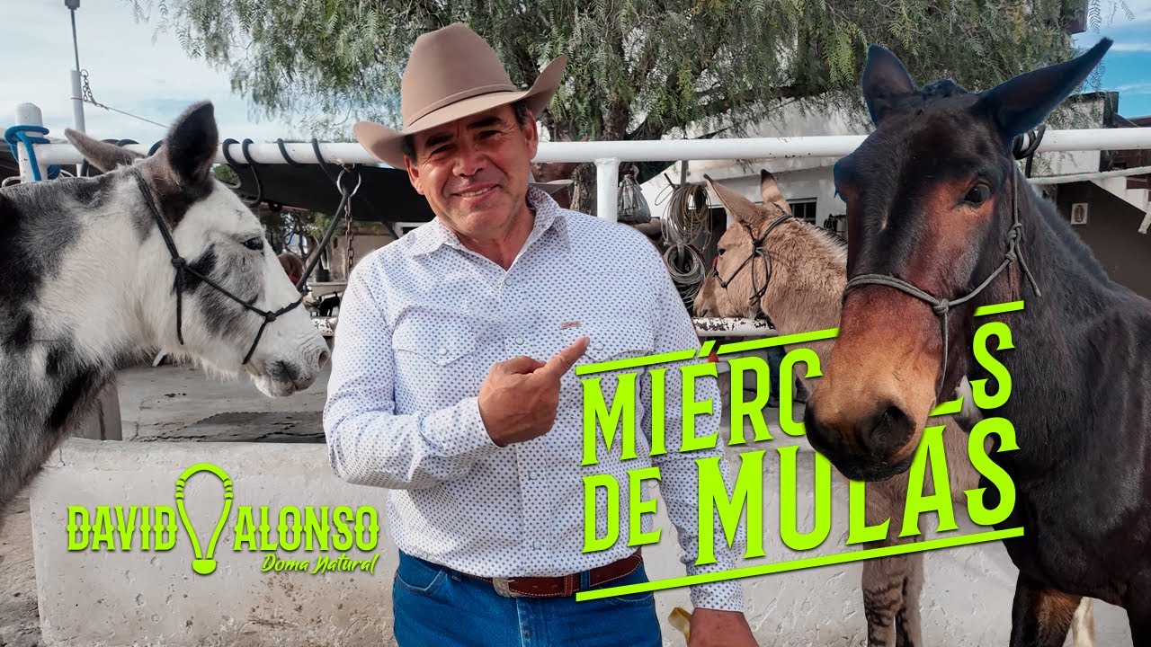 Miércoles de Mulas