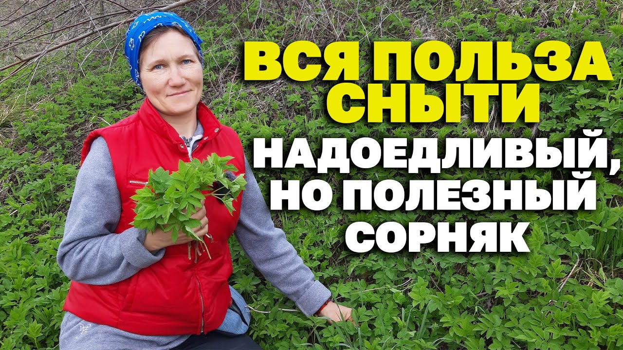 КАК БЫТЬ ЗДОРОВЫМ БЕЗ ТАБЛЕТОК ПОЛЮБИ ЦЕЛЕБНУЮ СНЫТЬ /HERBAL TREATMENT@О жизни и здоровье с Марусей