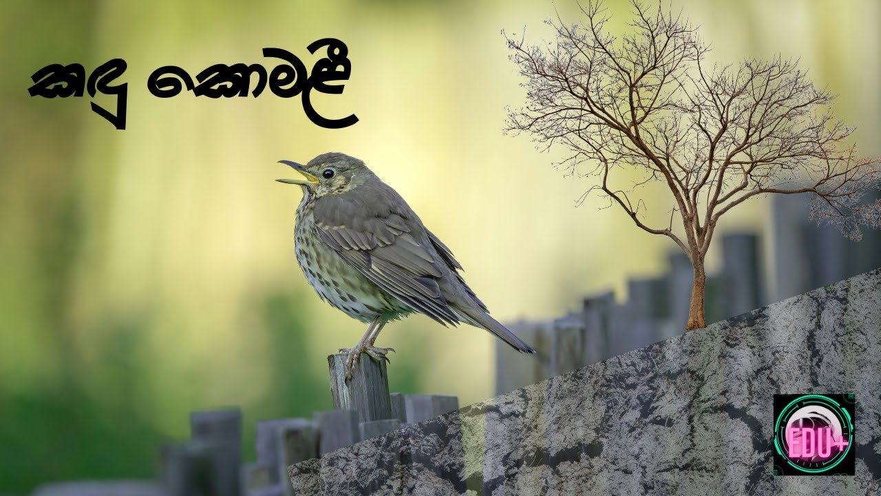 parisara geethaya පරිසර ගීතය - කඳු කොමලී #eduplus