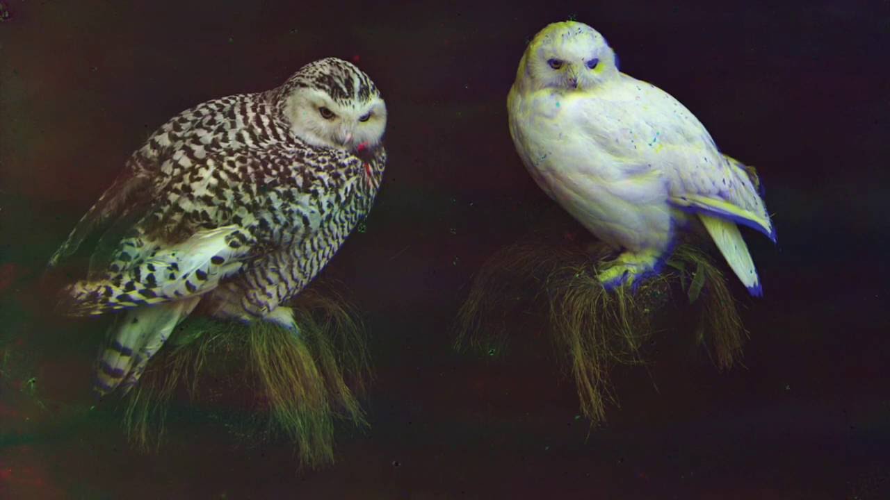 Dungen - Jakten genom skogen (Official Audio)