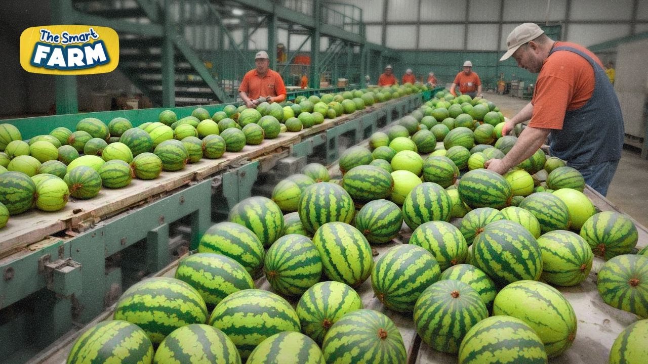 Арбузы МЕГАФЕРМА: невероятное путешествие от поля до упаковки