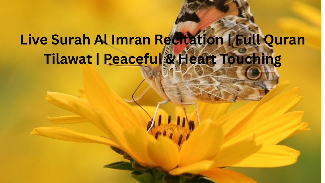 🔴 Live Surah Al Imran Recitation | Full Quran Tilawat | Peaceful & Heart Touching