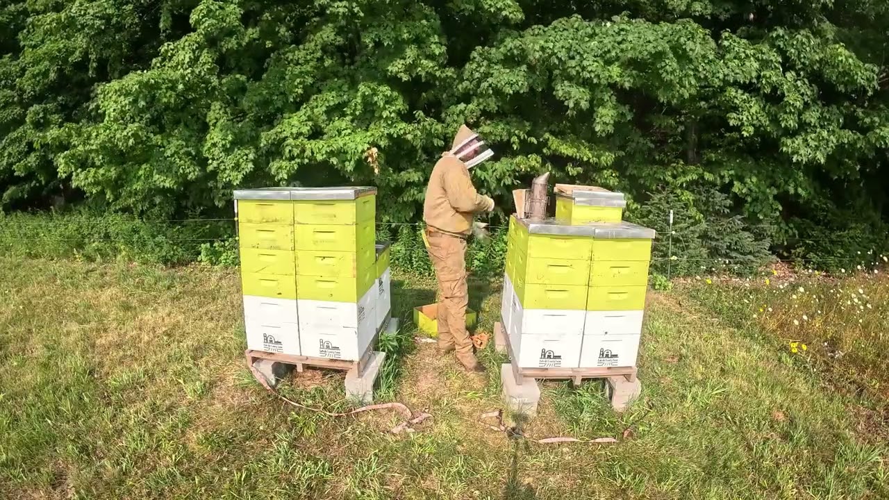 Are Our Hives Ready for More Supers? Hive Checkup Time!