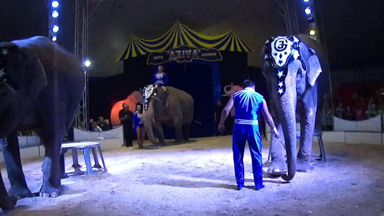 Cirkus DZIVA Vitebsk. Цирк Дзива Витебск