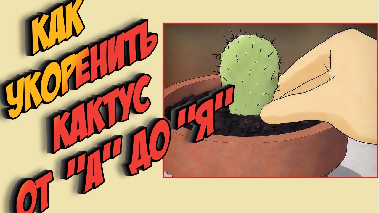 Как укоренить кактус? Вегетативное размножение кактусов. Уход за кактусом.