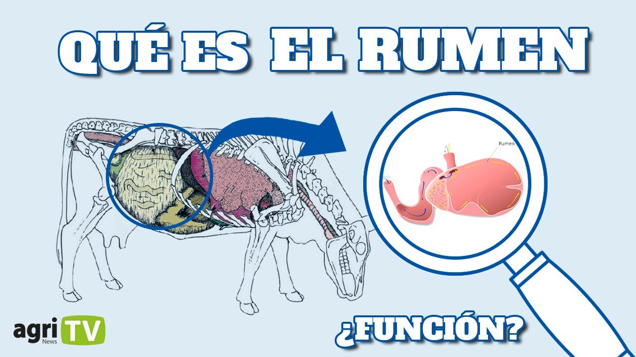 ⚠️  Qué es el RUMEN y CUÁL ES SU FUNCIÓN ⚠️