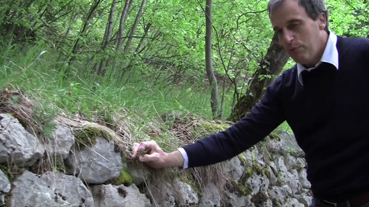 Pietre vive. I muretti a secco in valle di Terragnolo