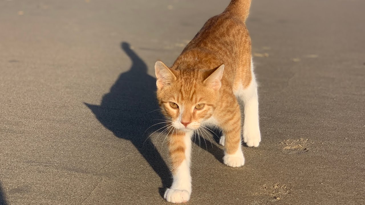 Marlin is BACK! The swimming Cat-Dog that LOVES water & the beach!  Cat who thinks he's a dog. FUNNY