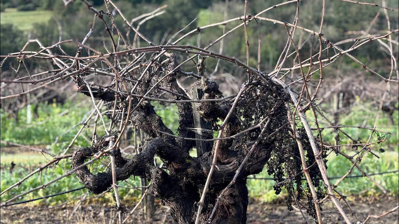 Pruning in Wine Country
