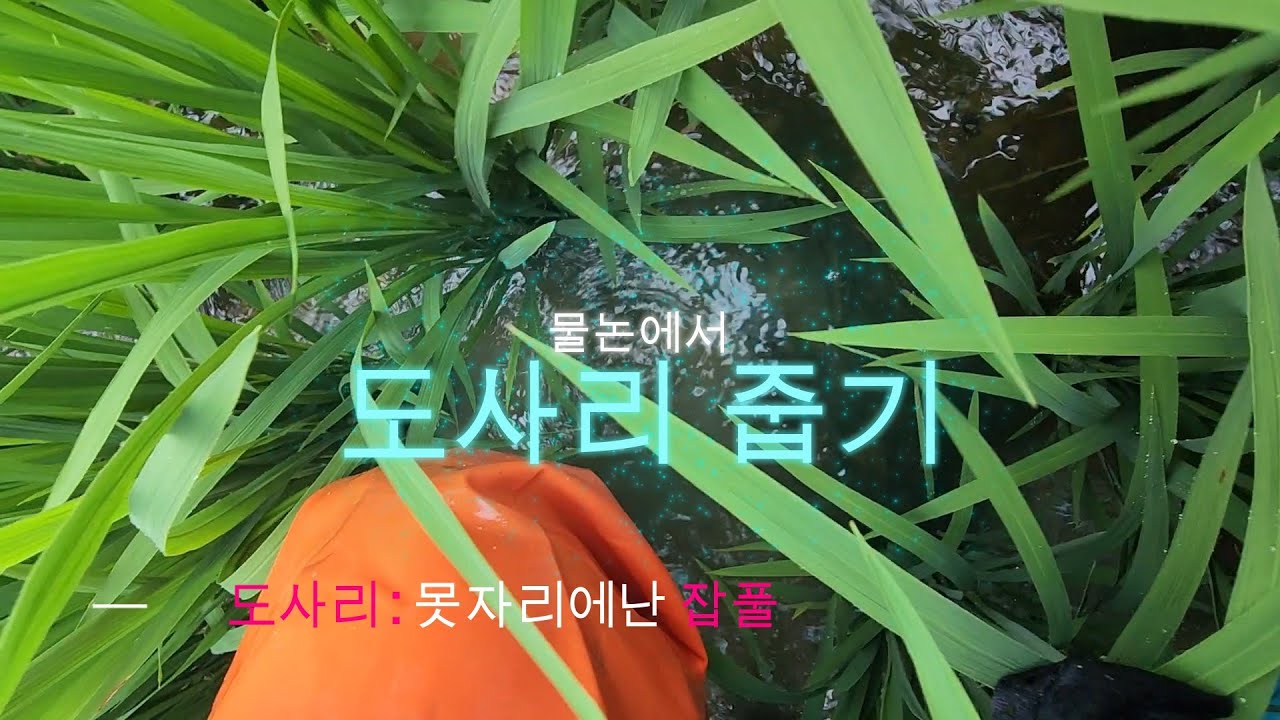 직이네 물논에서 도사리 줍기