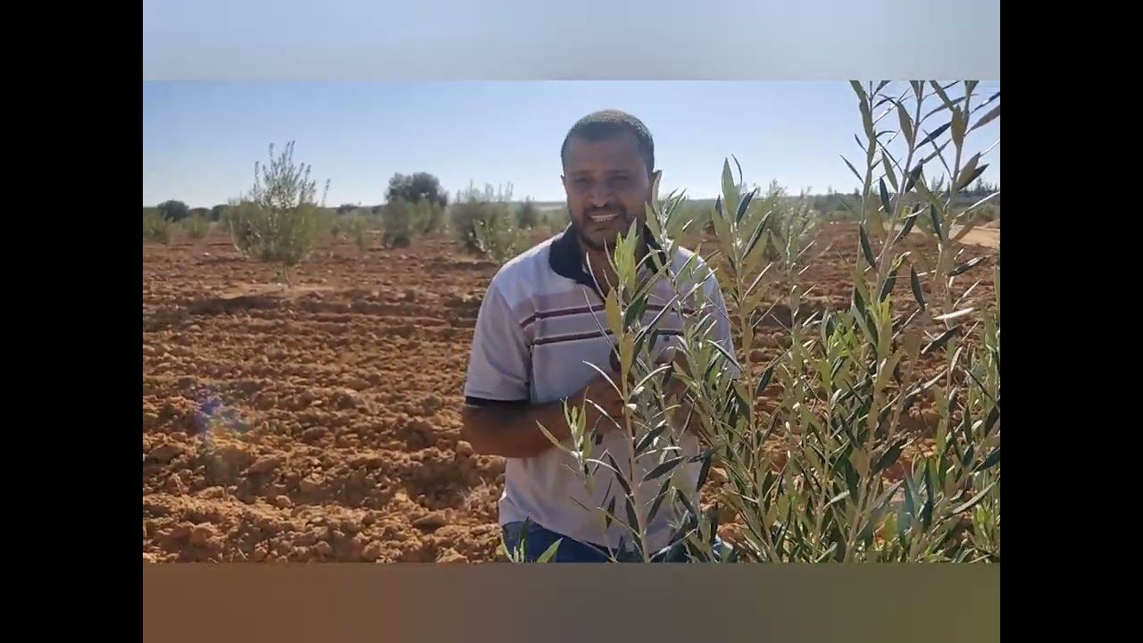 طرق التعامل مع أخطاء تقليم التكوين لأشجار الزيتون الفتية