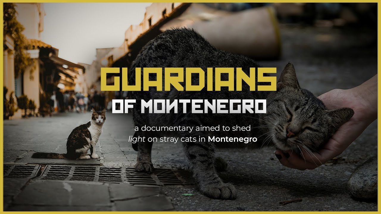 Stray Cat Documentary – Guardians of Montenegro (2025)