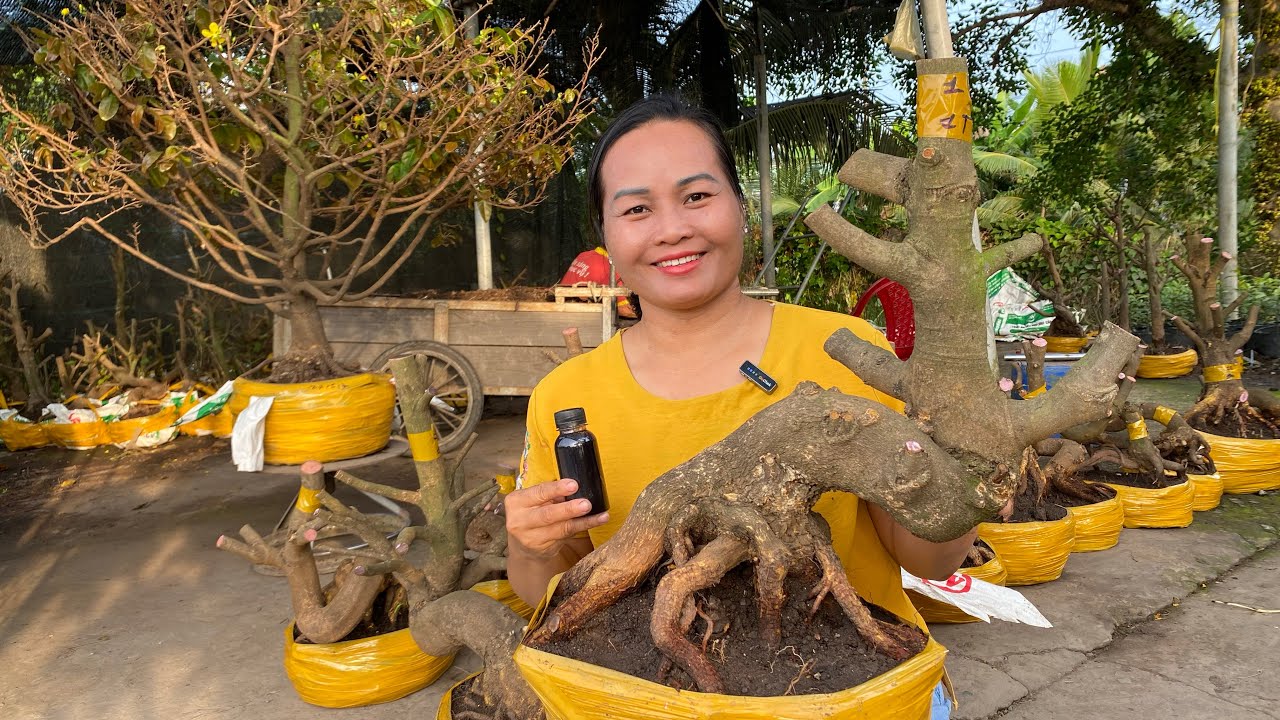 24/02/ ngọc (0907321470) Gl lô mai phôi dảo hạt thủ Đức đế đẹp giá yêu thương kính mời ❤️❤️