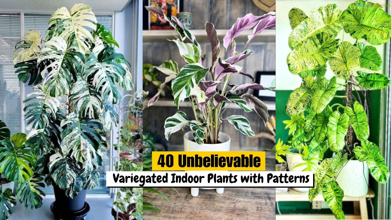 40 Unbelievable Variegated Indoor Plants with Patterns