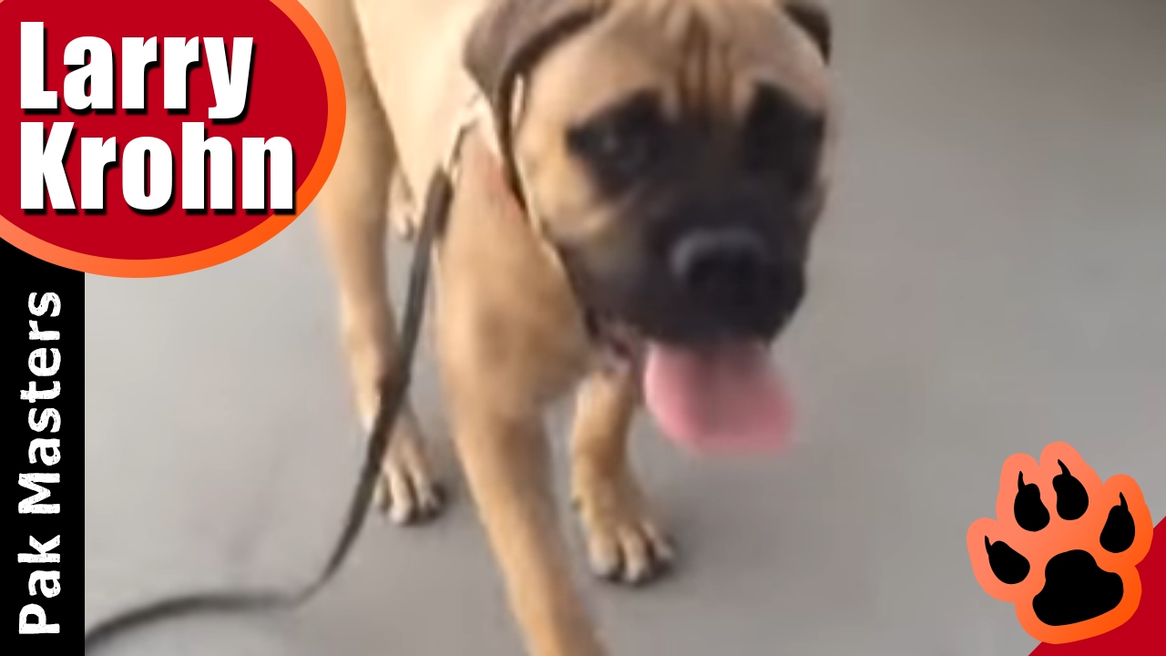 First E-Collar Session with 6 month old BullMastiff puppy training