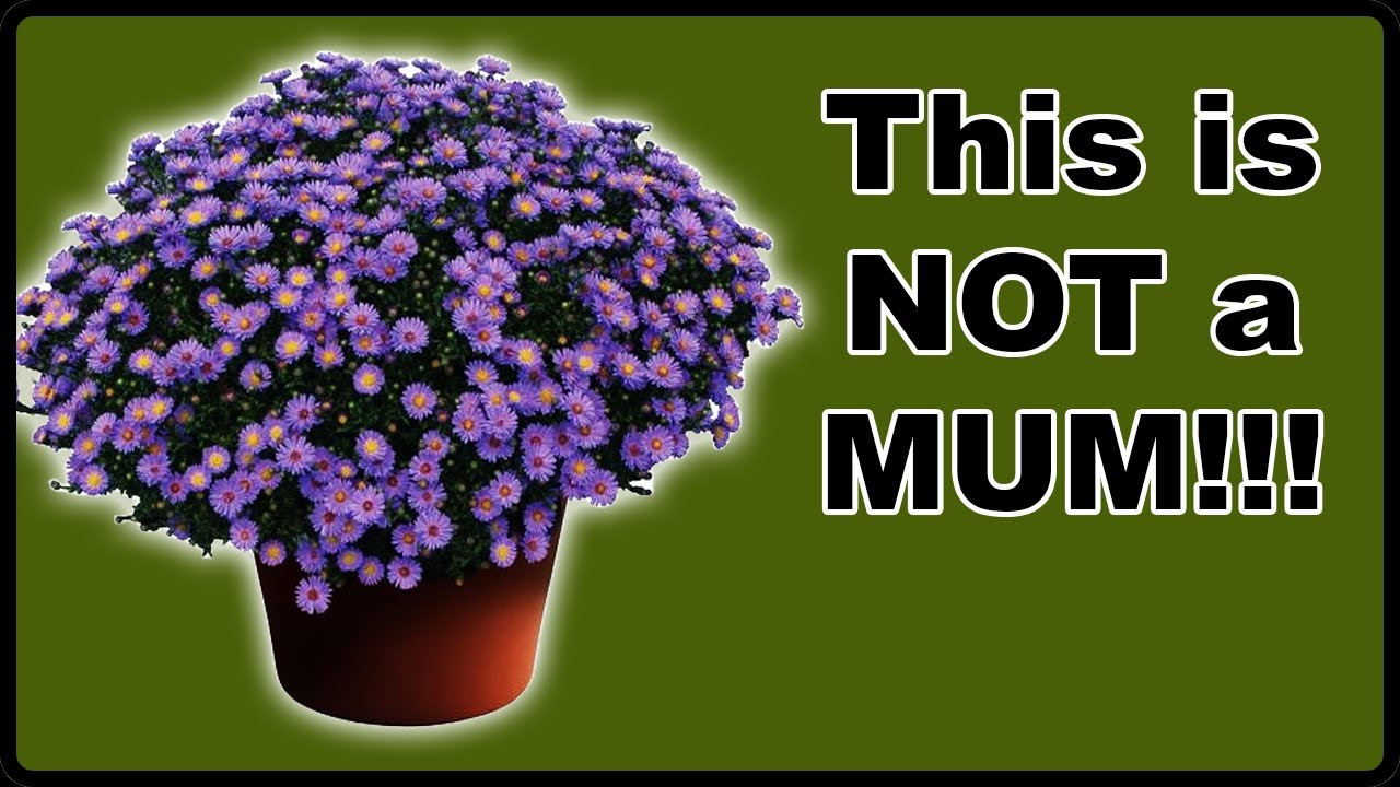 3 Reasons to Plant NATIVE Asters Instead of Mums!
