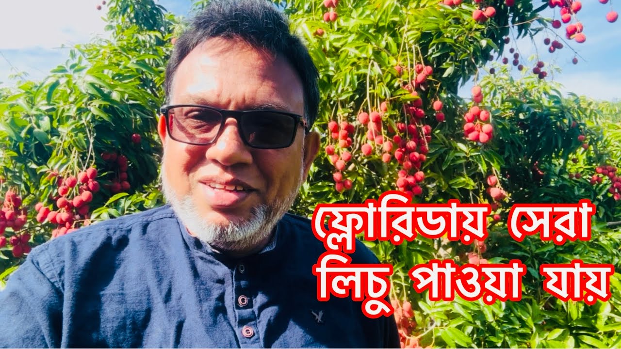 ফ্লোরিডায় সেরা লিচু পাওয়া যায় ! অনেক সুস্বাদু!