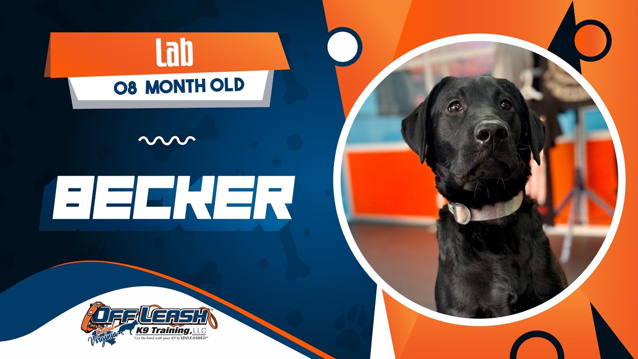 Becker | 8mo Lab | 1 week Board and Train | The Best Dog Trainers in Virginia