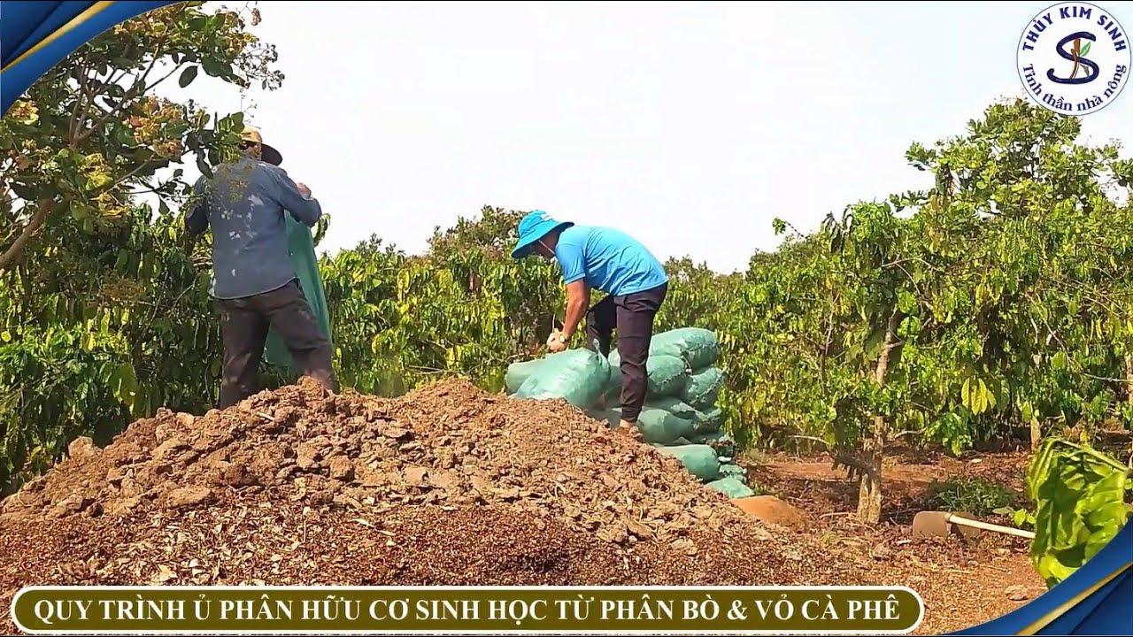 MEN Ủ PH&Acirc;N HỮU CƠ  TỪ PH&Acirc;N B&Ograve; V&Agrave; VỎ C&Agrave; PH&Ecirc;| TIẾT KIỆM CHI PH&Iacute; | Vlog N&ocirc;ng Nghiệp TKS