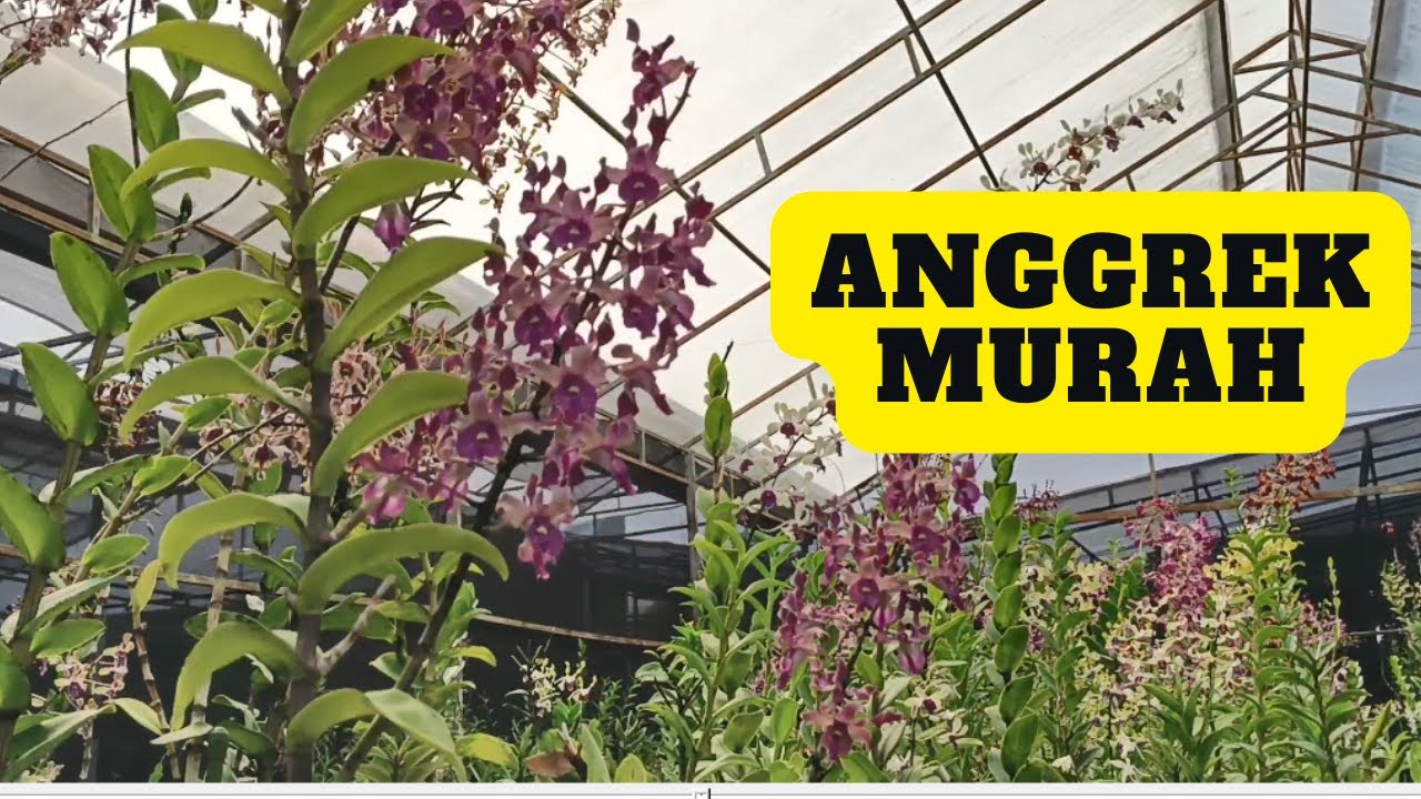 Harga Bersahabat di Kantong Kerennya Koleksi Anggrek di Kebun Anggrek Tiara Bikin  Mata Tak Berkedip