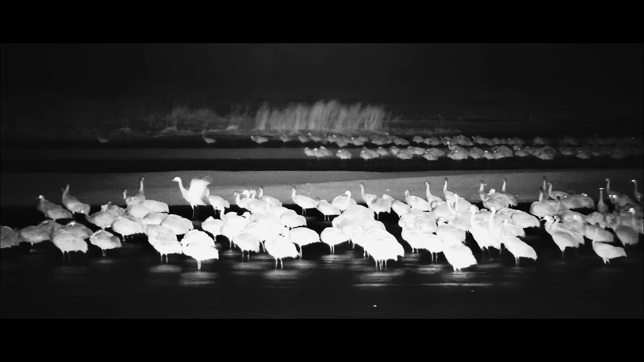 Epic Sandhill Crane Migration | Platte River March 30th 2025 | Breathtaking 4K Wildlife Footage