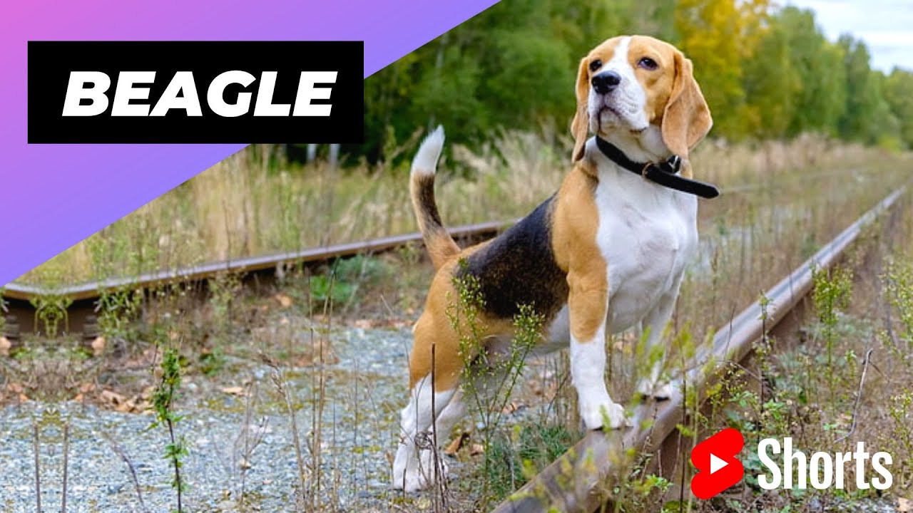 Бигль 🐶 Одна из самых популярных пород собак в мире #шорты