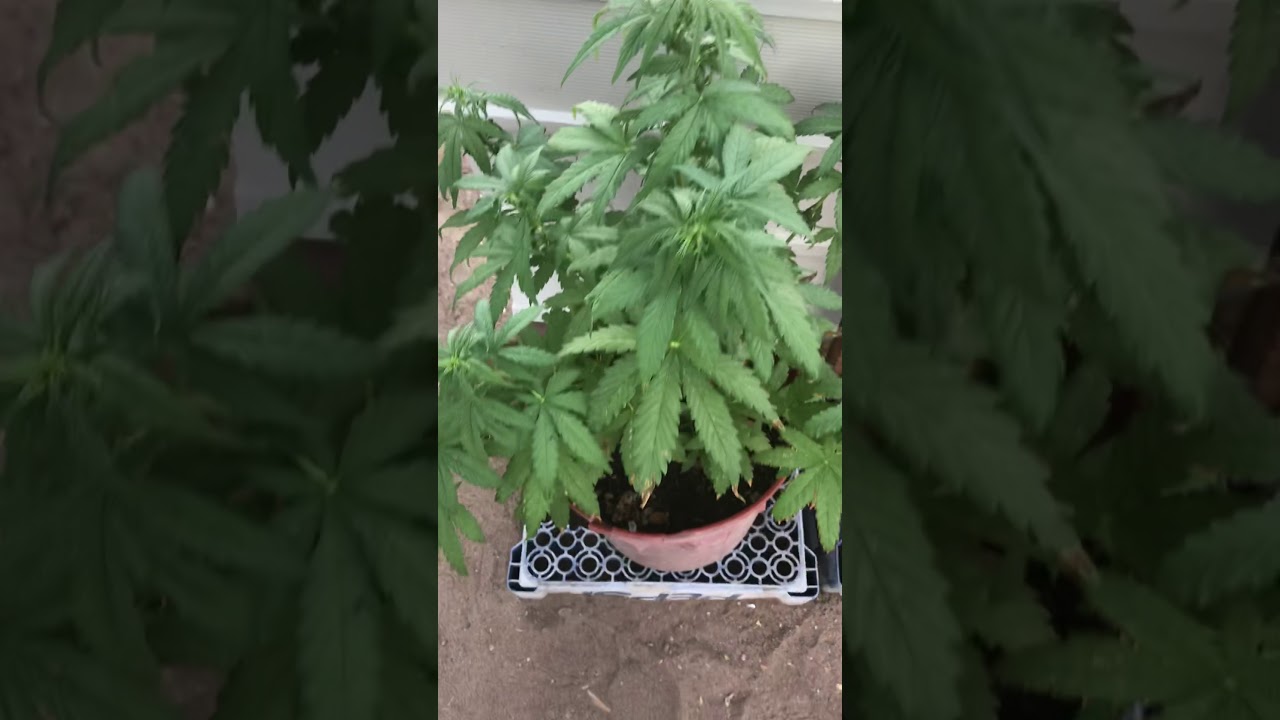 Semana 8/kush/poda apical/ exterior