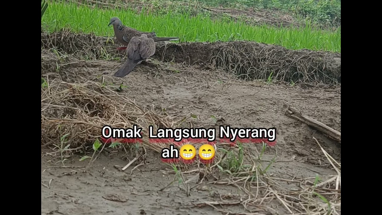 TARGET SUARA GEMBUR YG TURUN SUARA MERSIK😁😁 #pikattekukur #tapau #burung #video #fyp 