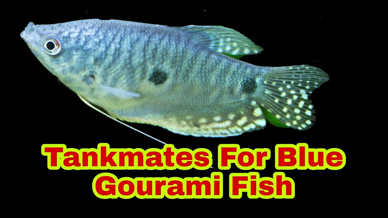 Blue Gourami Fish Tankmates