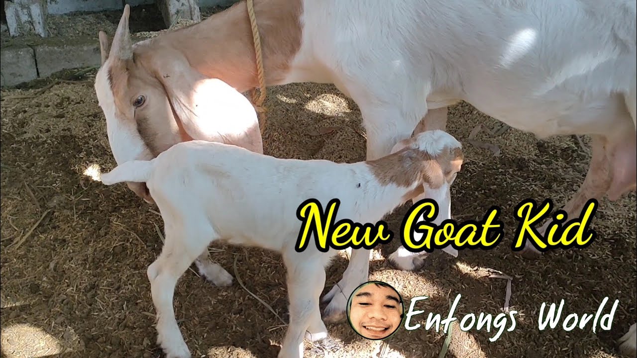 BOER Line cross Anglo Nubian Goats 
