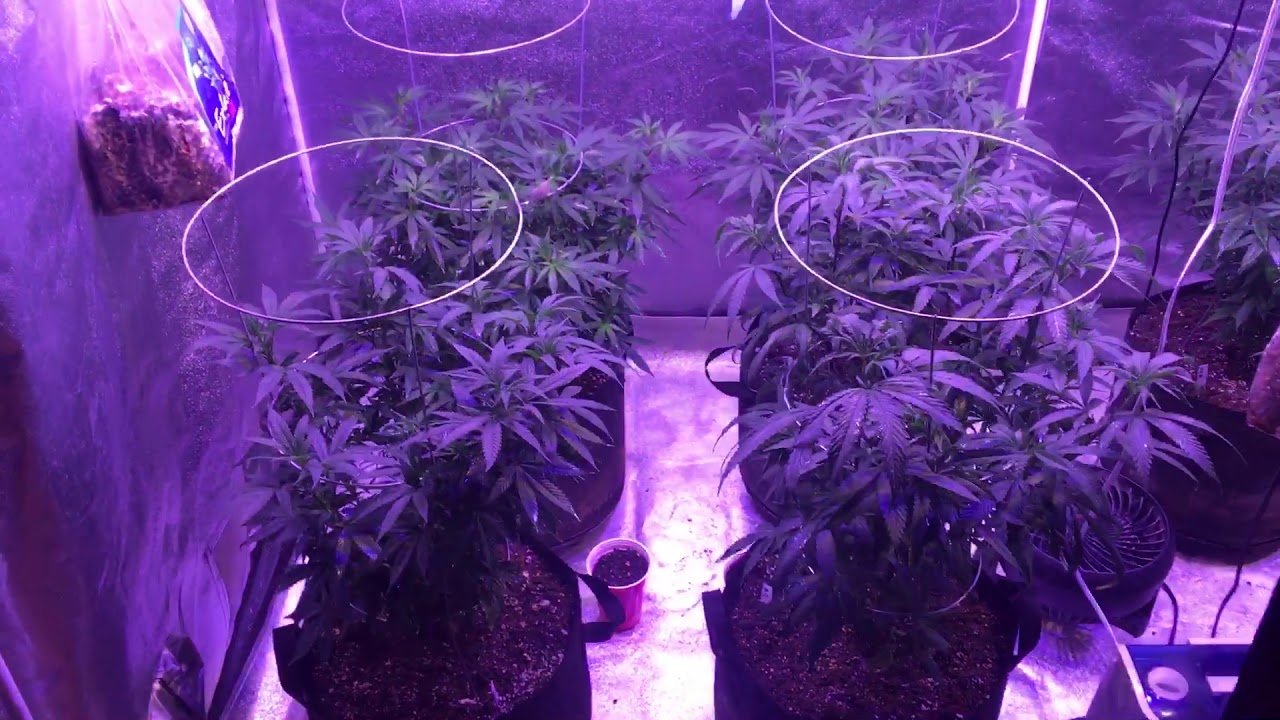 18+ Death bubba kush and others.