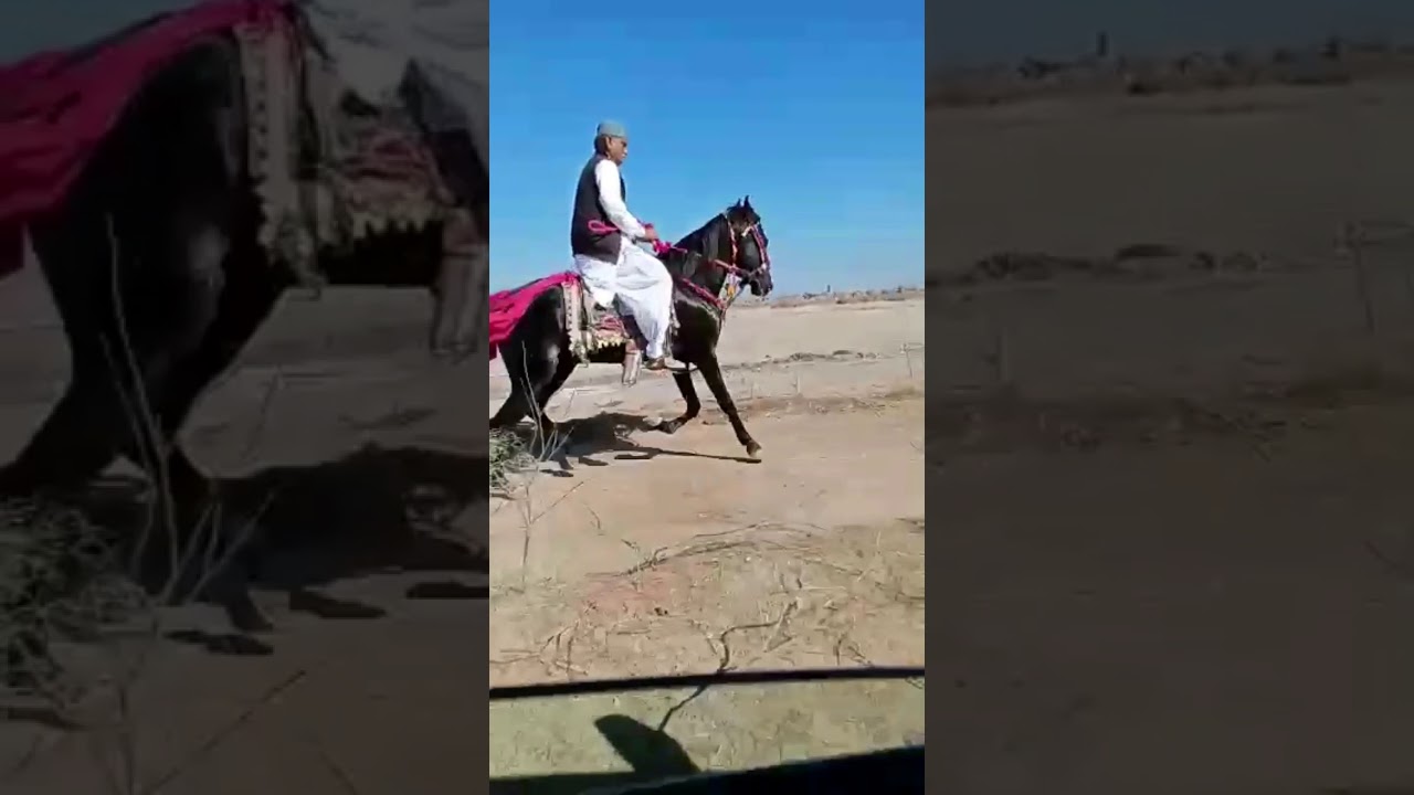 sindhi horse rewal chal